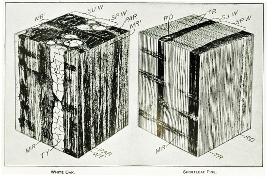 In each cube, the top view represents the transverse, or "end," surface; the left view, the radial, or "quartered," surface; and the right view, the tangential, or "plain sawn," surface. On both samples: SU W: summerwood; SP W: springwood. On the left, hardwood sample: V: vessel (or pore); TY: tyloses in a vessel; PAR: parenchyma cells (dark areas); WF: wood fibers; MR: small medullary ray; MR': large medullary ray. On the right, softwood sample: TR: tracheids, which make up the bulk of the wood; MR: ordinary medullary rays; RD: resin ducts (voids between cells).