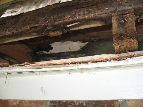 Rebuild or replace? Leaving rotted wood in place is often a judgment call. If the leaks above this fascia were solved and the moisture problem eradicated, would you leave these old rafter ends in place? It's a tough decision, but if new outriggers to support the fascia and soffit are put in place, the rotted beam ends could remain without the complete demolition and rebuilding of the eaves.