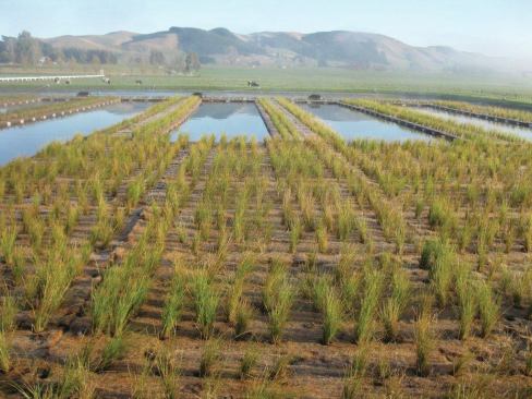 Floating islands are often used at wastewater treatment facilities, like this one in New Zealand, to reduce dissolved nutrient loads. 