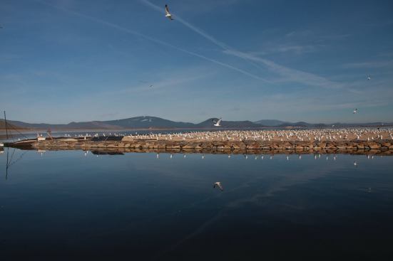 Caspian Terns on Oregon’s Sheepy Lake find protected nesting sites on a 50,000-square-foot island anchored offshore.