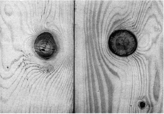 Intergrown knots (left) have some capacity to resist stresses, but the wood around them has increased crossgrain, which may weaken the lumber. Encased knots (right) have no capacity to resist stresses and may even fall out, but the lumber around the knot may actually be stronger.