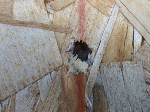 Over-driven nail (left).