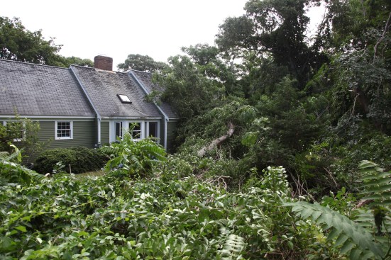 After tearing up the Hollow, the twister jumped over the road and slammed two large trees into a neighbor's house.