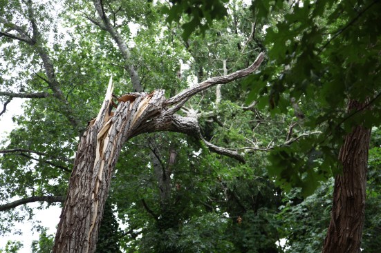 Less than 50 feet from the house this locust tree was snapped about 15 feet from the ground and twisted. 