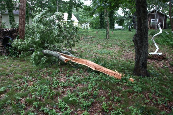This large oak branch was ripped from a nearby tree and deposited on the floor of The Hollow.