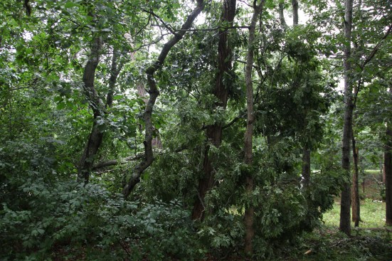 This locust tree broke near the ground and crashed into other tree near by.