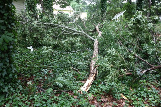 The pieces of a sculpture called "Launch" lay in the ivy next to a large locust that smashed it. 