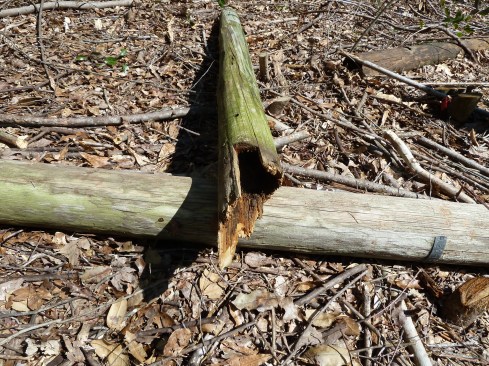 A post is assessed by giving it a lateral pull of 50 pounds. If the post breaks at the ground line, it fails; if it doesn't break, it passes. Tests have been conducted on these posts using this protocol since they were installed in 1964.