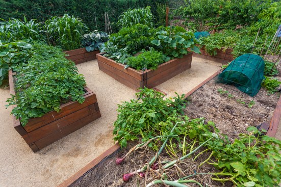 Raised wooden vegetable garden beds with healthy vegetables growing.