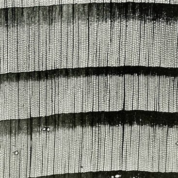 Douglas Fir