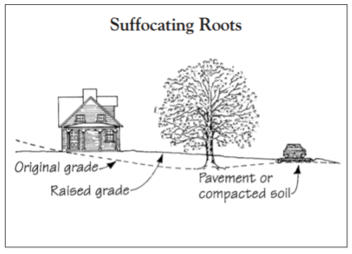 Paving over or compacting the soil around existing trees can suffocate the roots. Raising the grade — even temporarily — can have the same effect.