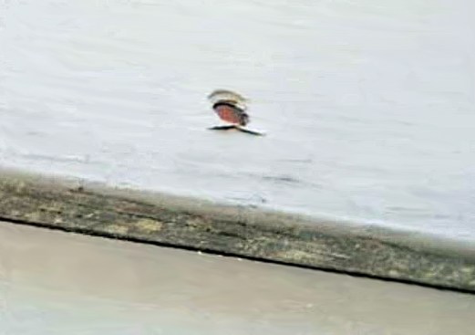 When carpenters overdrive gun nails beneath the surface of a board, water finds a place to collect and penetrate exposed wood fiber ends. Here, the coating has started to peel next to this nail hole, even on the shady north side of a house.