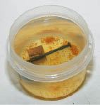 Figure 2. In the presence of an electrolyte, the copper in treated wood chemically attacks steel. This nail was bright and shiny when placed in a salt solution with a piece of copper. Twenty four hours later, the water is tinted and rust has settled to the bottom of the container.