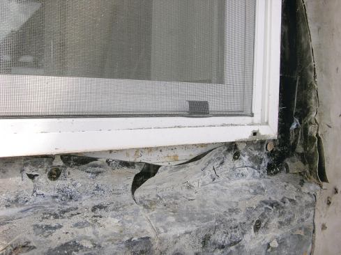 This window’s bottom flange was taped to the sheathing. Trapped water caused the flashing membrane’s adhesive to fail, directing even more water into the framing.
