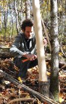 Peeling the bark while the tree is still standing allows slow, even drying and completely kills the tree, helping nearby millable timber to flourish.