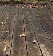 Figure 5. Natural oil-based finishes soak in to seal out water but may bring other problems. Linseed oil is itself gourmet mold food. If you're planning to use such a product, be sure it's got a factory-blended fungicide.