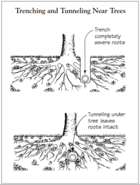 Digging a trench near a tree will completely sever the roots, especially if the trench runs close by the trunk (top). For a tree that increases real estate value, it might be worth the time and effort to tunnel under tree roots (above).