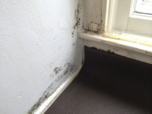 The bay window had been freshly painted less than a month before this photo was taken, yet mold was already popping through.