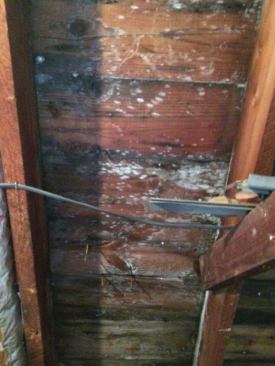 When the attic was insulated, its temperature dropped, so condensation now formed on the underside of the roof, followed quickly by mold.