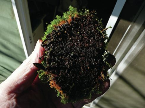Roof moss is a plant that is happy to live in the nooks and crannies of a shingled roof. It can grow to be many inches thick, acting like a sponge to absorb moisture and transfer it to the roof system.